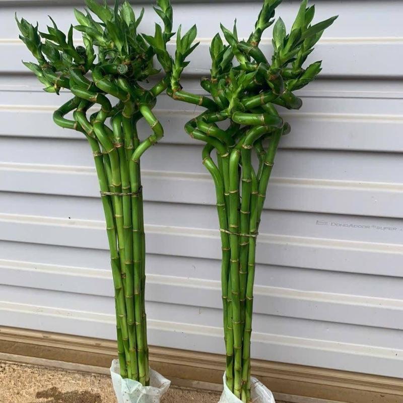 Bó 10 cây Phát Tài Phát Lộc xoắn- trúc đầu rồng dài 70cm cây phong thủy tài Lộc