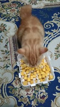 Product Review of [1kg Booster King] Booster Ayam Gemuk 1kg - Harga Borong untuk Mengemukkan Kucing Anda | Quality Cat Treats Freeze Dried Treats booster  gemuk from H**5 0
