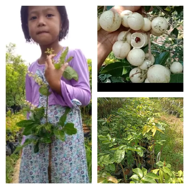 bibit kelengkeng matalada hasil okulasi 0