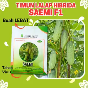 Benih Timun Mentimun Hijau Baby Lalap Hibrida SAEMI F1 dari Istana Seed - Isi 10 dan 20 Gram Tanaman