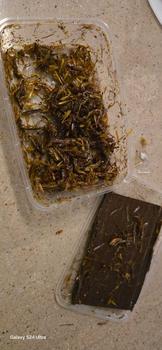 Product Review of belalang utis/belang kecil dpet 1box from B**y n**a s**p 0