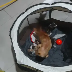 Pagar Tenda Kucing Anjing Kandang Lipat Besar Dengan 8 Panel Pagar Lipat / Portable Pet Chage Tersesia Warna Pink / Biru / Coklat / Abu Berbagai Macam Ukuran / S.72x72x43Cm / M.91x91x58Cm / L.114x114x58Cm dog play kasur kucing tempat