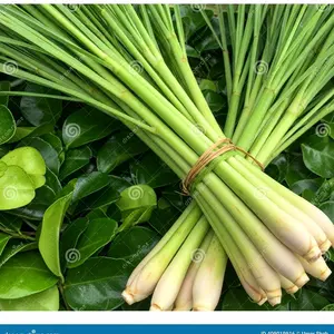 Daun sereh segar wangi 10 batang FRESH