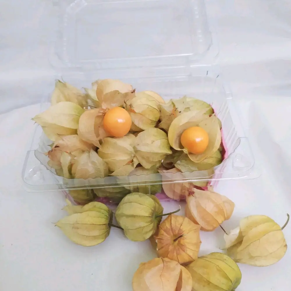 Goldenberry/Ciplukan Segar 100 Gram - Produk Segar Berkualitas - buah cecenet Makanan