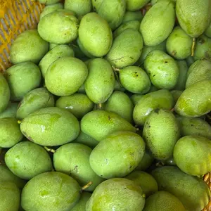 Mangga manalagi muda untuk rujak