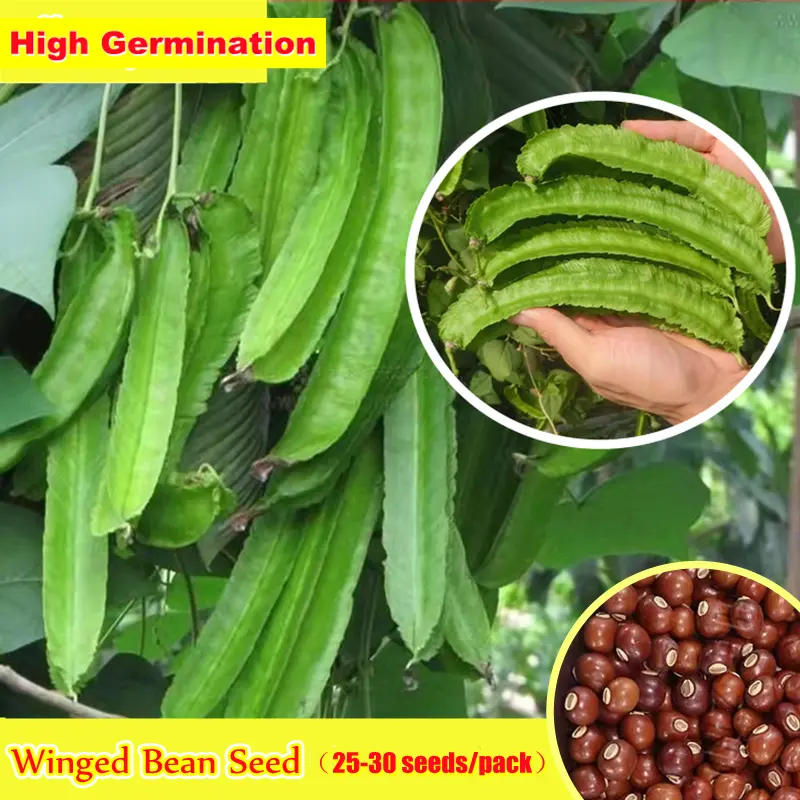 High Yield Winged Bean ​Seed Organic Vegetable Seeds for Planting (10-15 Seeds/pack) High Germination Sigarilyas Seeds for Home Gardening Seeds Balcony Potted Fresh Vegetables Plants Seed Live Plants for Sale Real Plants Flower Seeds Plants Seeds