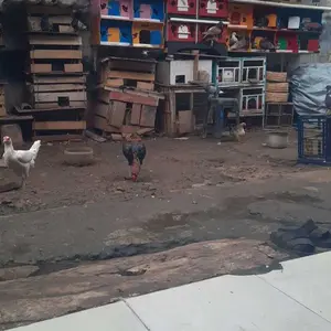 SCRUB ALAT PEMBERSIH KANDANG SCRUP SCAPY SURUKAN PEMBERSIH KANDANG