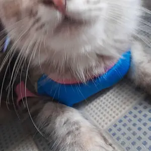 Kama Ratu Baju Kucing Lucu 5Ribuan Kaos Katun Spandek Adem & Lentur Rekomended Kualitas Terbaik