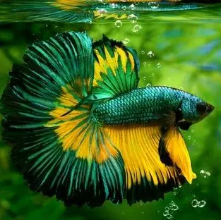 IKAN CUPANG HM JANTAN HIASAN AKUARIUM