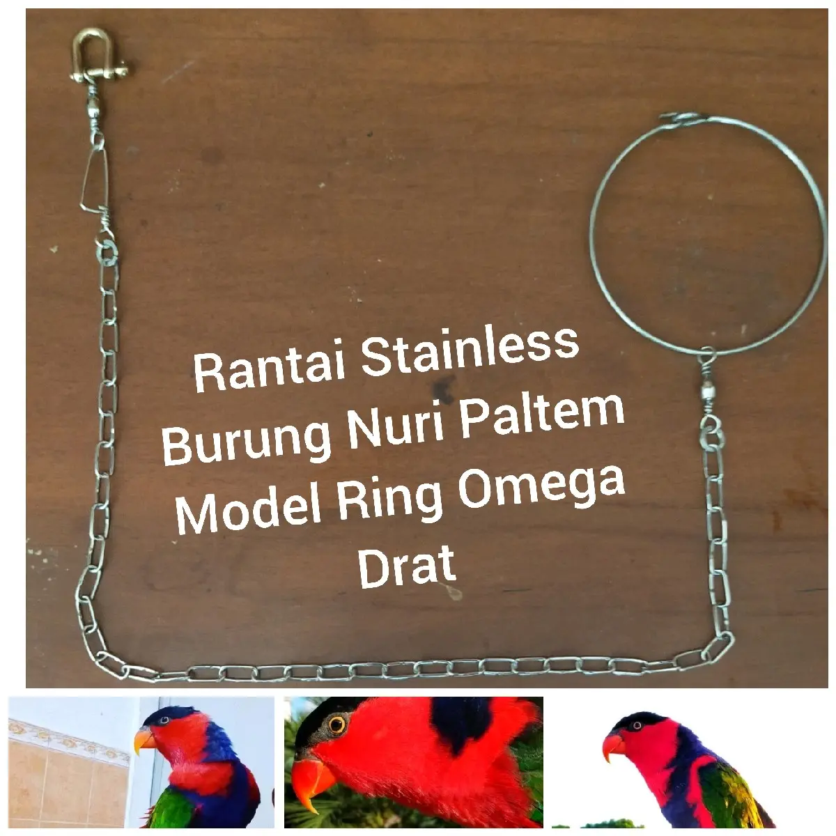 Rantai Stainles Burung Nurie Kepala.Hitam dan Nurie Ambon Sistem Ring Omega