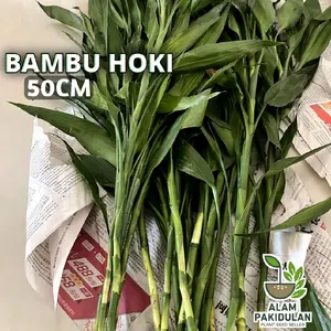 Bambu Hoki 50cm Siap Pajang Di Pot / Bibit Bambu Hoki Sri Rejeki