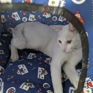 Tenda Kucing Jumbo Free Bantal Model Lipat Tempat Tidur Anabul Bisa Dicuci, Banyak Warna dan Motif Aerizoo anjing & kucing doll biru kasur anabul