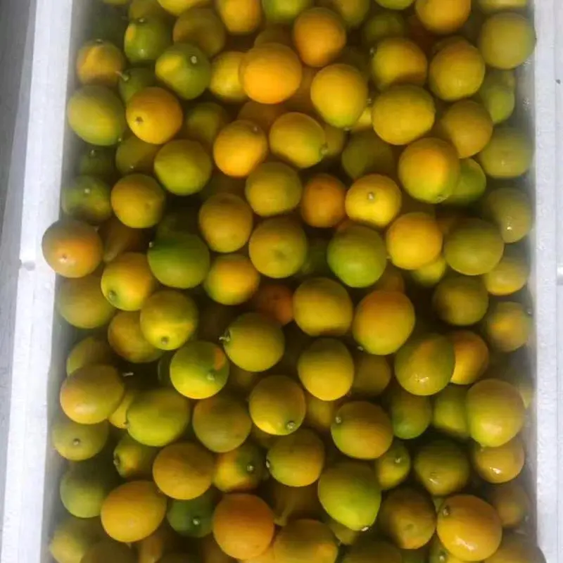 Jeruk Kimkit 500gr/Pack Segar dengan Kulit untuk Konsumsi - Buah, Zuriat, Frozen 6