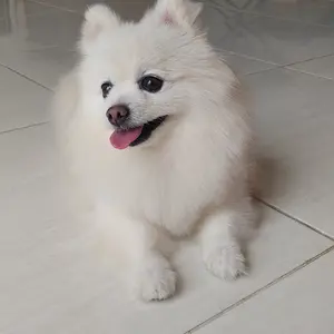 Sisir Stainless Anti Rontok Sisir Mandi Bulu Rambut Hewan Kucing Anjing Kelinci Anti Kutu Pet Grooming Comb