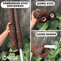 Gambar Workplant - Turus Moss Hitam Bisa Disambung Untuk Penyangga Dan Rambatan Tanaman Hias - Bagian Bawah dari workplant official Kota Surabaya 4 Tokopedia