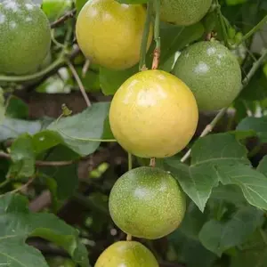 Buah Markisa Segar Fres Petik Dadakan - Buah Buahan