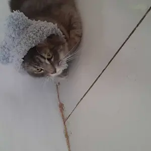 Topi Kucing atau Anjing Motif Beruang Lucu dan Hangat untuk Hewan Peliharaan Anda Tersedia dalam 2 Ukuran Melindungi dari Cuaca Dingin