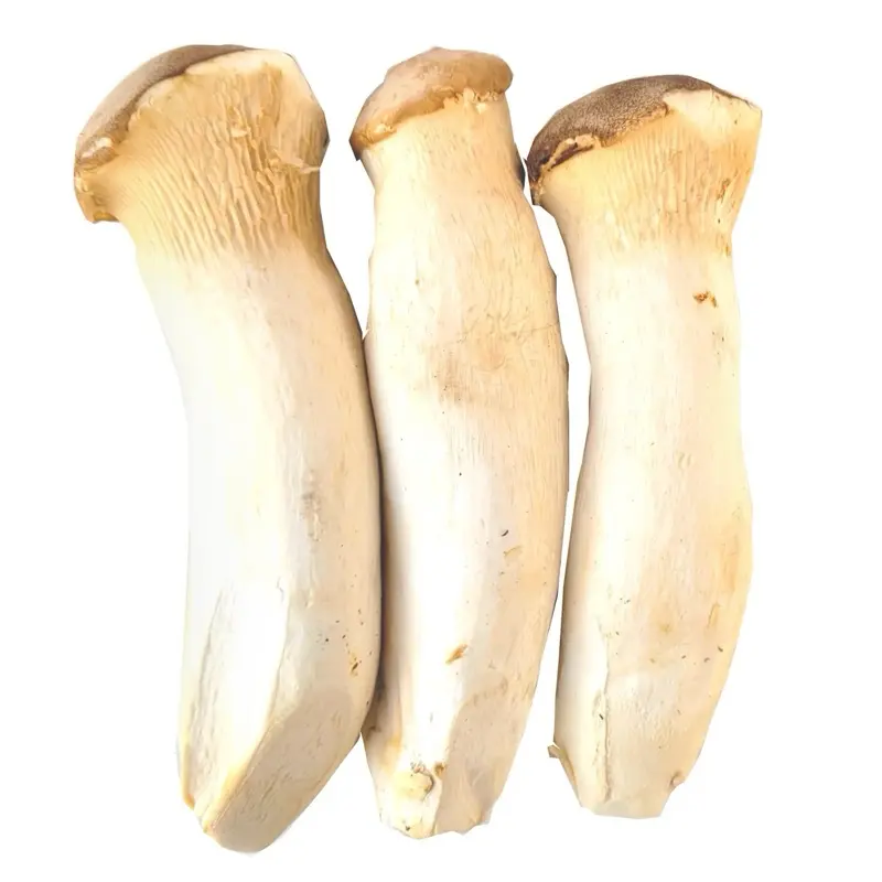 XL Sized King Oyster Mushroom 2.5KG± (PKT)
