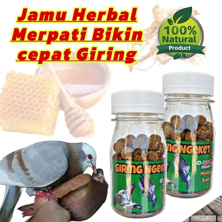 Jamu Merpati Giring Keket Keras Paling Ampuh dalam 2 hari pil edan pil alus extra ginseng teki plus 0