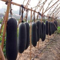 Gambar Benih Melon Musim Dingin Kulit Hitam Raksasa Hasil Tinggi (30 Biji) Benih Labu Lilin Segar untuk Menanam Tanaman Sayuran Benih Sayuran Organik untuk Pot Berkebun Benih Tanaman Sayuran Labu Putih Tanaman Sayuran Hidup Dijual Tanaman Luar Ruangan Buto - 4 pack dari Benih Pilihan Alam Kota Administrasi Jakarta Pusat 5 Tokopedia