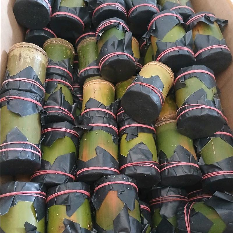 umpan mancing ulat bambu 1 tabung isi 25 0