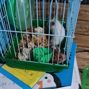 kalung tupai / sugar glider / hamster ukuran all size