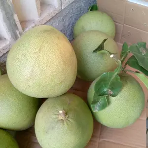 jeruk bali/ pamelo madu manis Buah