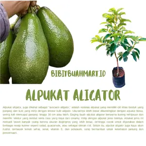Bibit Alpukat Aligator Valid 100% Hasil Okulasi Batang Besar Bahan Bonsai Tabulampot