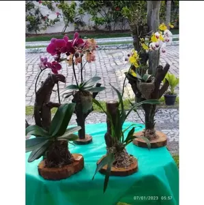 media tanam anggrek+alas bawah kayu bulat/tinggi 50cm ready