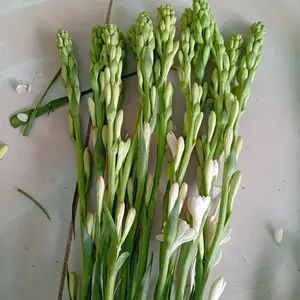 BUNGA SEDAP MALAM 10 TANGKAI (KECIL)