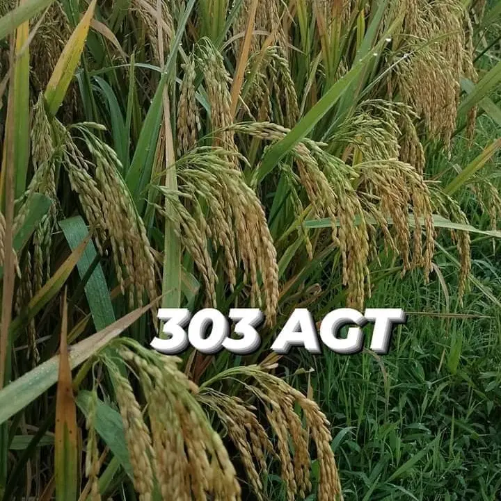 Benih Padi 303 Agt Original Kemasan 1 Kg 2