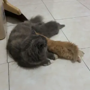 Skintific Niacinamide Brightening Daily Mask 30pcs Mencerahkan & Menghaluskan Kulit Seketika Dengan Niacinamide TXA & Rice Extract