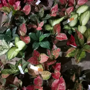 ALAT CO PAKET 130 DIKIRIM SESUAI LIVE