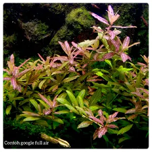 Haygropila sunset paket 10 batang tanaman aquascape hiasan aquarium