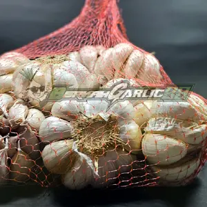 Bawang Putih Sinco Berkah garlic 88 kualitas terjamin