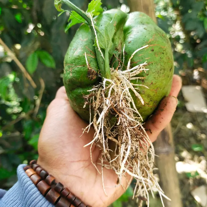 benih labu siam super siap tanam berbuah super lebat 3