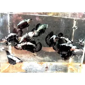 hiasan aqua cupang betinaa black shamurahi