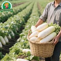 Gambar 100% Asli 300 Biji Lobak Putih Manis Organik Untuk Menanam Sayuran, Benih Labanos Hasil Tinggi, Benih Lobak Raksasa, Benih Sayuran Untuk Berkebun, Benih Tanaman Lobak Hibrida F1, Bibit Sayuran, Sayuran Dalam Ruangan, Menanam Lobak Dalam Pot - 4 packs - Seeds dari Benih Pilihan Alam Kota Administrasi Jakarta Pusat 4 Tokopedia