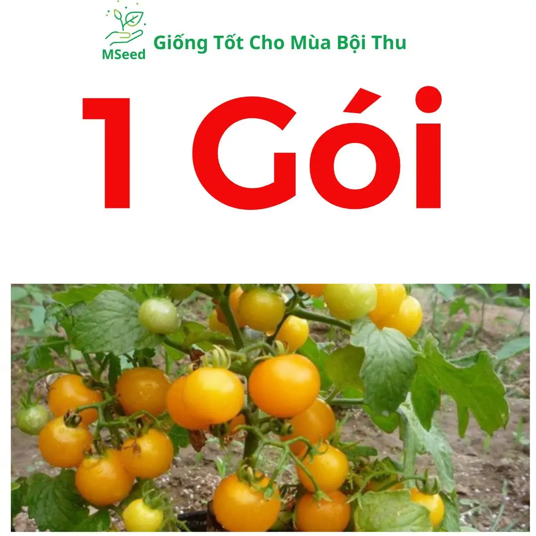 1 Gói Cà Chua Bi Vàng (50 Hạt)