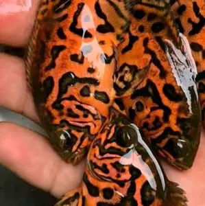 koleksi oskar leopard 2jari 7-9cm full merah