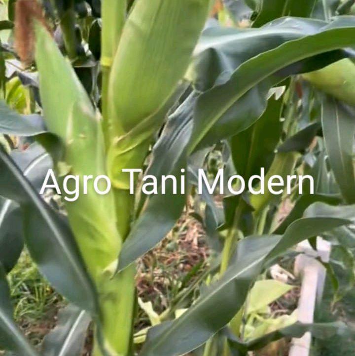 Benih Jagung Jepang Manis Mqdu (isi 200 biji) 4