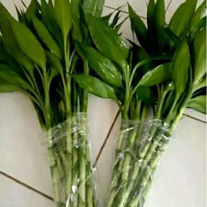 tanaman hias bambu hoki pelngkap rumah