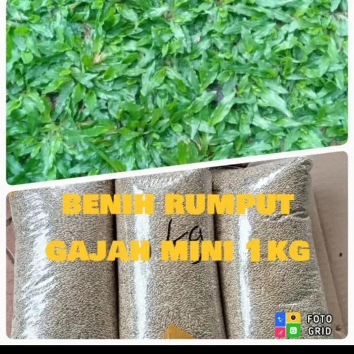 Benih Bibit Rumput Gajah Mini Biasa 500 Gram Termurah