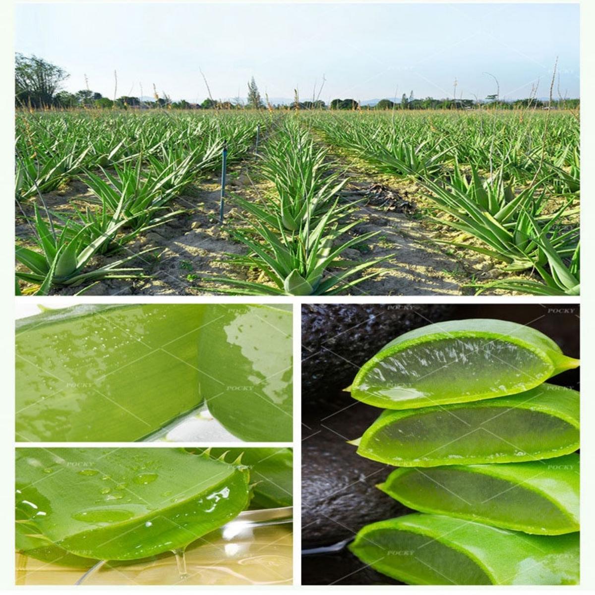 Aloe vera gel Melembapkan dan menghidrasi kulit Memperbaiki kulit berjerawat serum