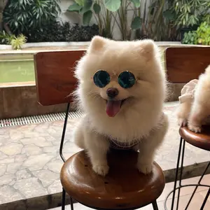 SC Kacamata Hitam Fashion Kucing Anjing Hewan Peliharaan Sunglasses Aksesoris Anabul