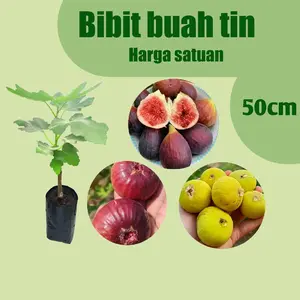 BIBIT BUAH TIN 1pcs(satuan) rekomendasi KEPS'GARDEN