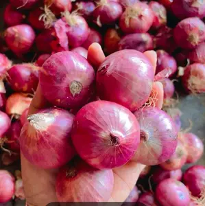 bawang merah India 1 kg termurah kering berkualitas bagus