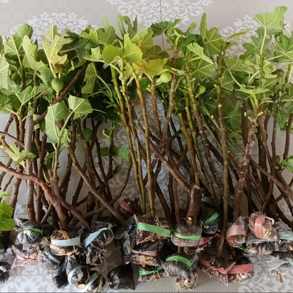 fresh cangkok pohon tin