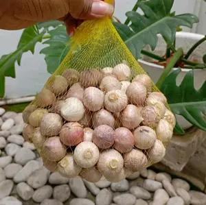 Bawang Lanang 1000gr / Bawang Putih Tunggal Impor - Fresh Garlic 100% Original  Spices