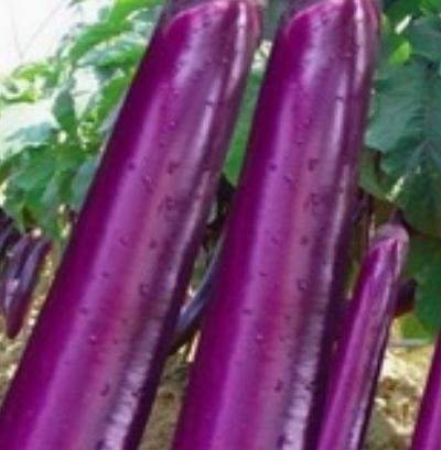 Eggplant seeds purple red long eggplant king seeds spring and autumn balcony potted vegetable seed four seasons farmer purple eggplant seeds 0